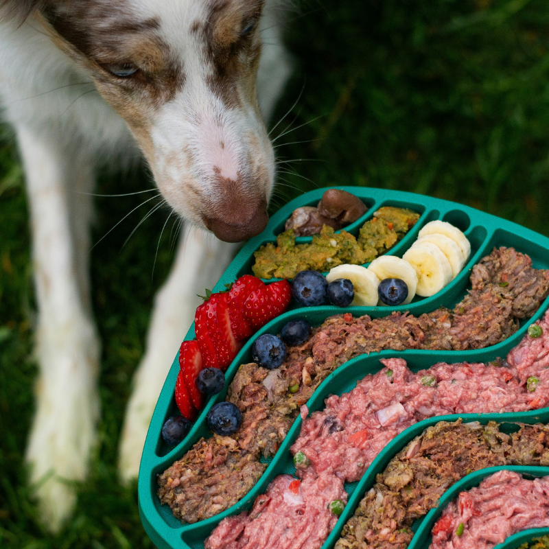 Dog eating raw food from a slowfeeder bowl